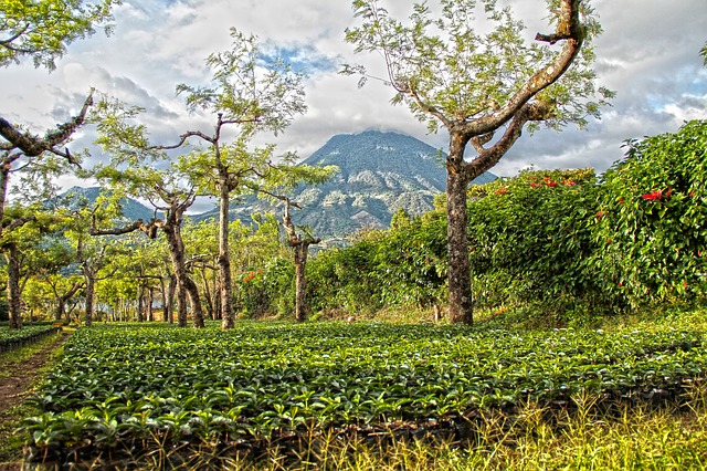 Kawa Świeżo Palona Peru Organic Coffe Arabica Plantacja